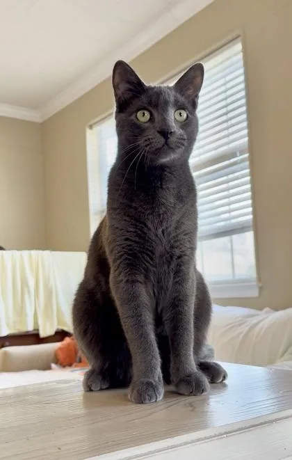 A young medium-sized male Domestic Short Hair cat named Stormy for adoption in River Ridge, LA