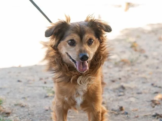 A senior small-sized male Terrier dog named Ben for adoption in Martinez, CA