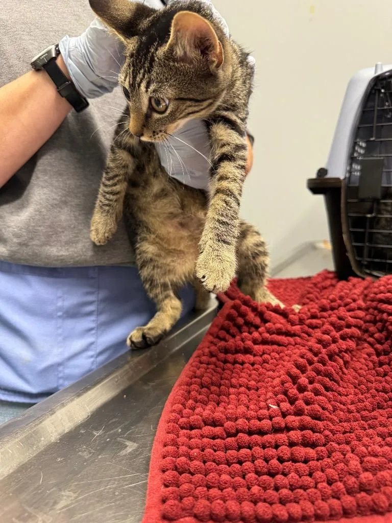 A baby medium-sized male Domestic Short Hair cat named Superior for adoption in Bloomington, IN