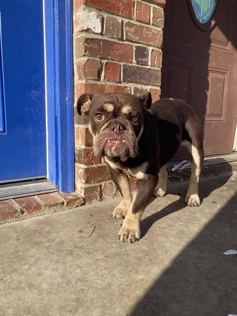A young small-sized female Mixed Breed dog named Capri for adoption in Dallas, TX
