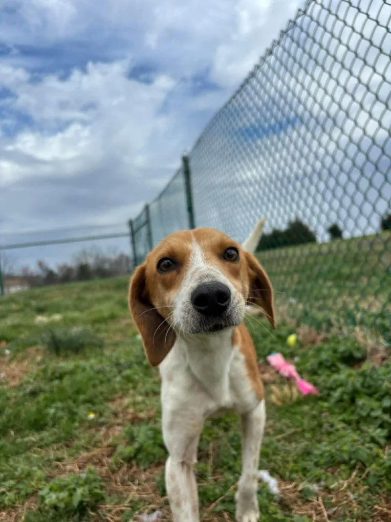 Mrs. Wigglesworth thumbnail 3