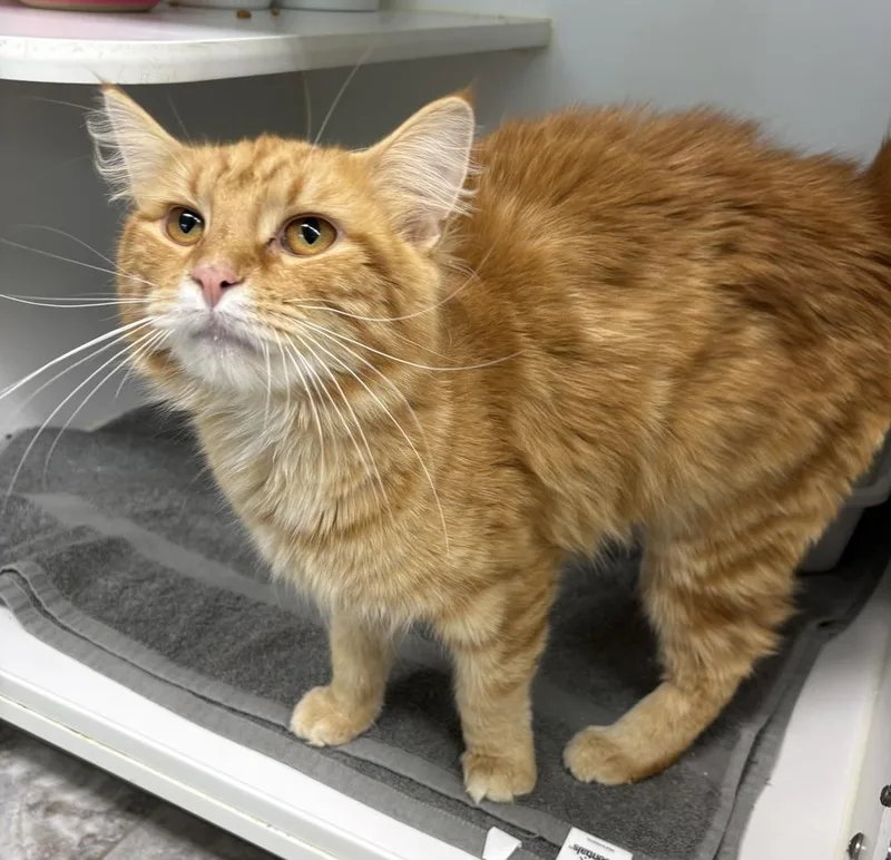 An adult medium-sized male Domestic Medium Hair cat named King Pasta for adoption in Rochester, IN