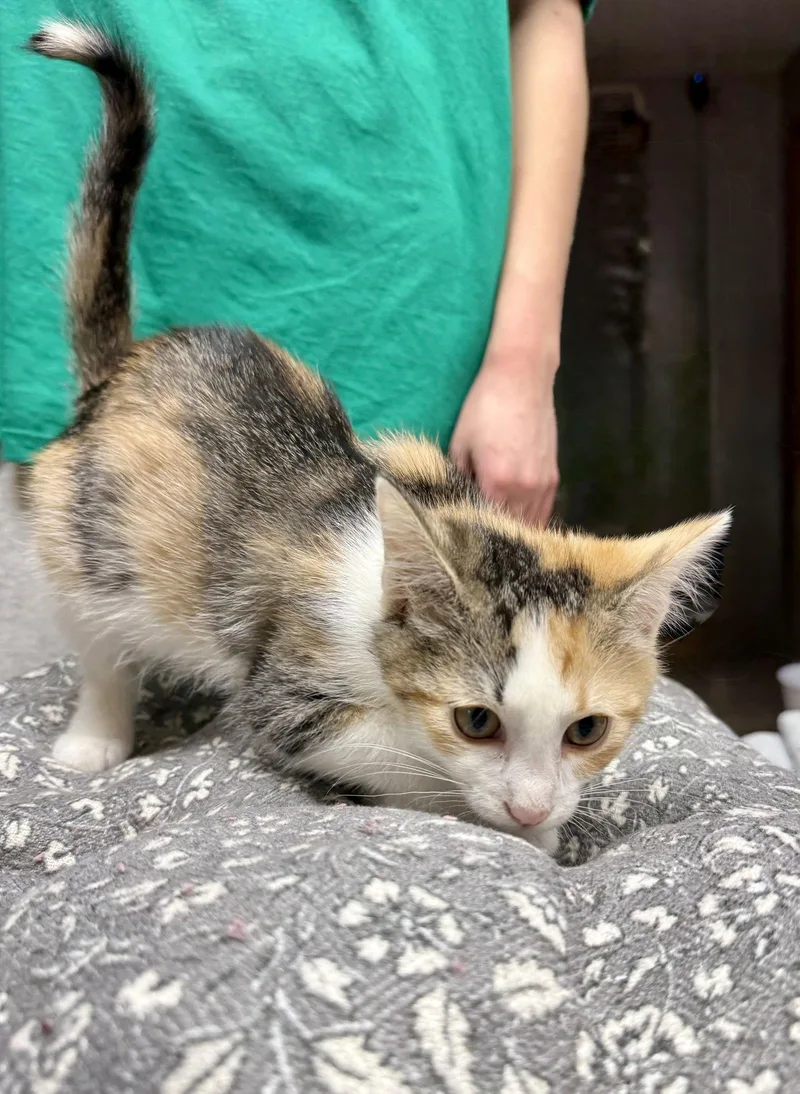 Cat  Danish thumbnail 2