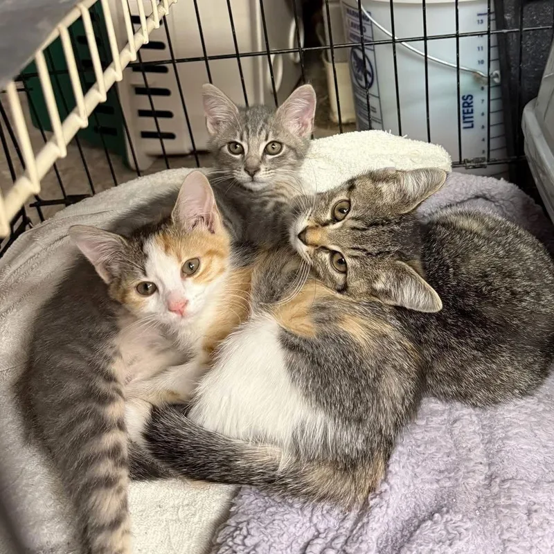 Cat  Danish thumbnail 3