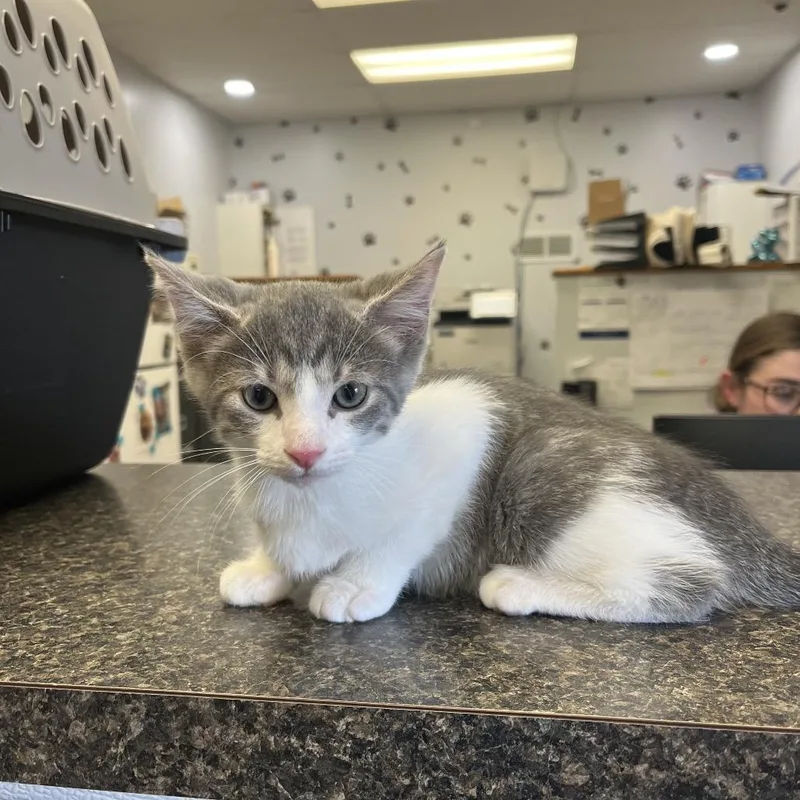 A baby small-sized male Gray / Blue / Silver Domestic Short Hair cat named Stormi for adoption in Morganfield, KY