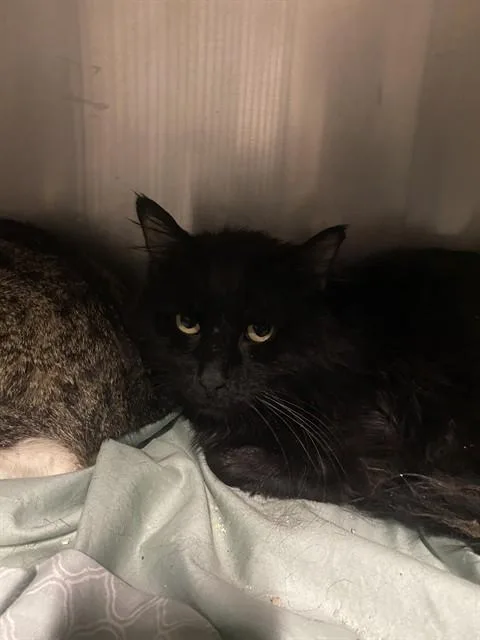 A young medium-sized male Domestic Long Hair cat named Dude for adoption in Bakersfield, CA
