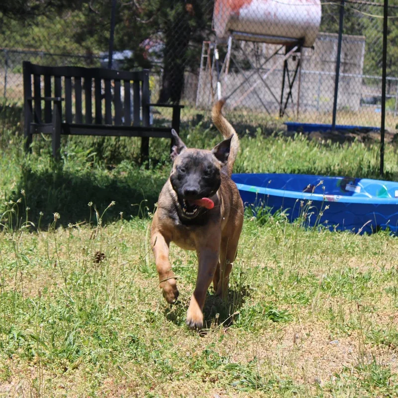 An adult large-sized male Yellow / Tan / Blond / Fawn Belgian Shepherd / Malinois dog named Boba for adoption in Weaverville, CA