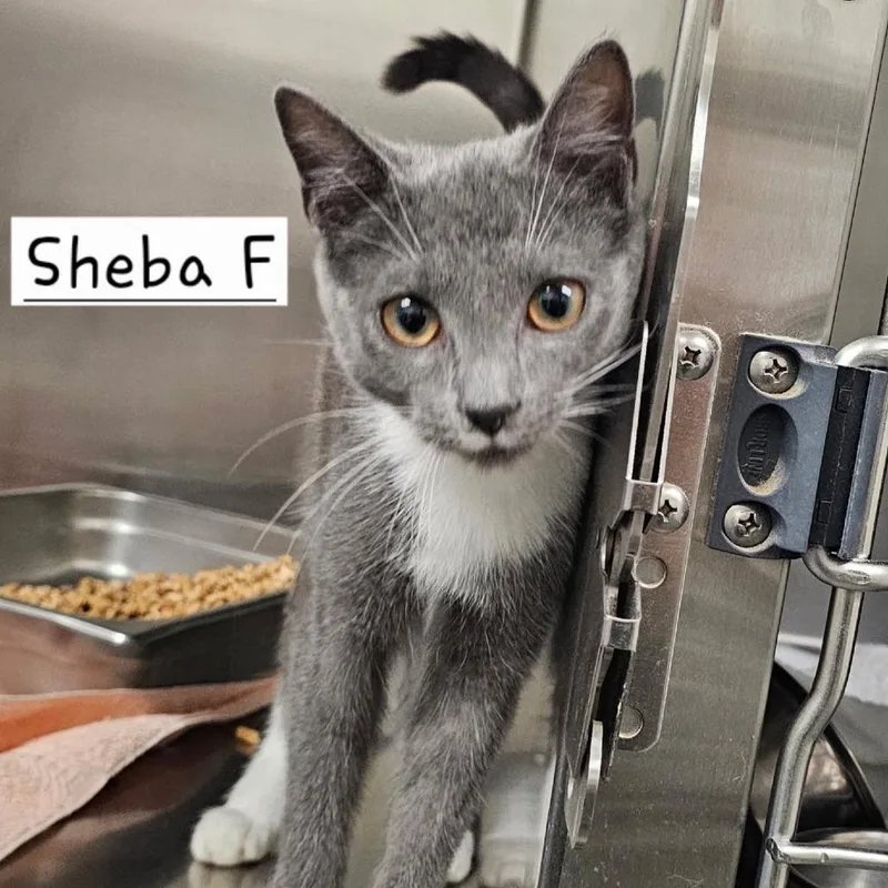 A baby small-sized female Gray / Blue / Silver Domestic Short Hair cat named Sheba for adoption in Rocky Mount, VA