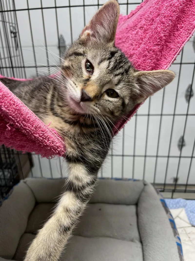 A baby large-sized male Tabby (Brown / Chocolate) Domestic Short Hair cat named Aspen for adoption in Brownsville, PA