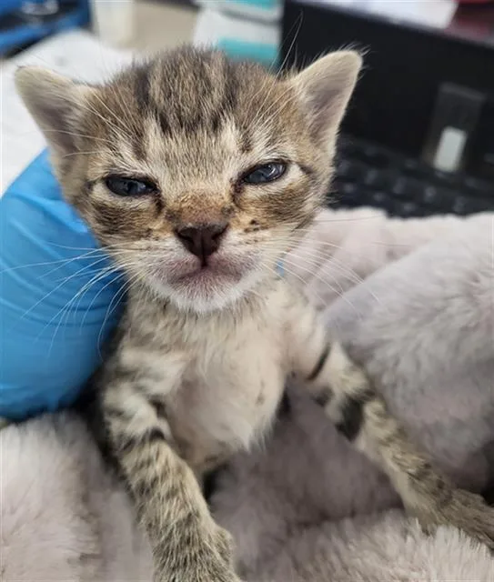 A baby medium-sized female Domestic Medium Hair cat named Catalina for adoption in Dallas, TX