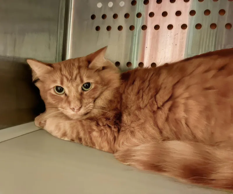 An adult medium-sized male Tabby (Orange / Red) Domestic Short Hair cat named Carnealian for adoption in Nashville, TN