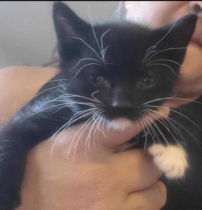 A baby medium-sized female Black & White / Tuxedo Tuxedo cat named Holly for adoption in Huntington Beach, CA