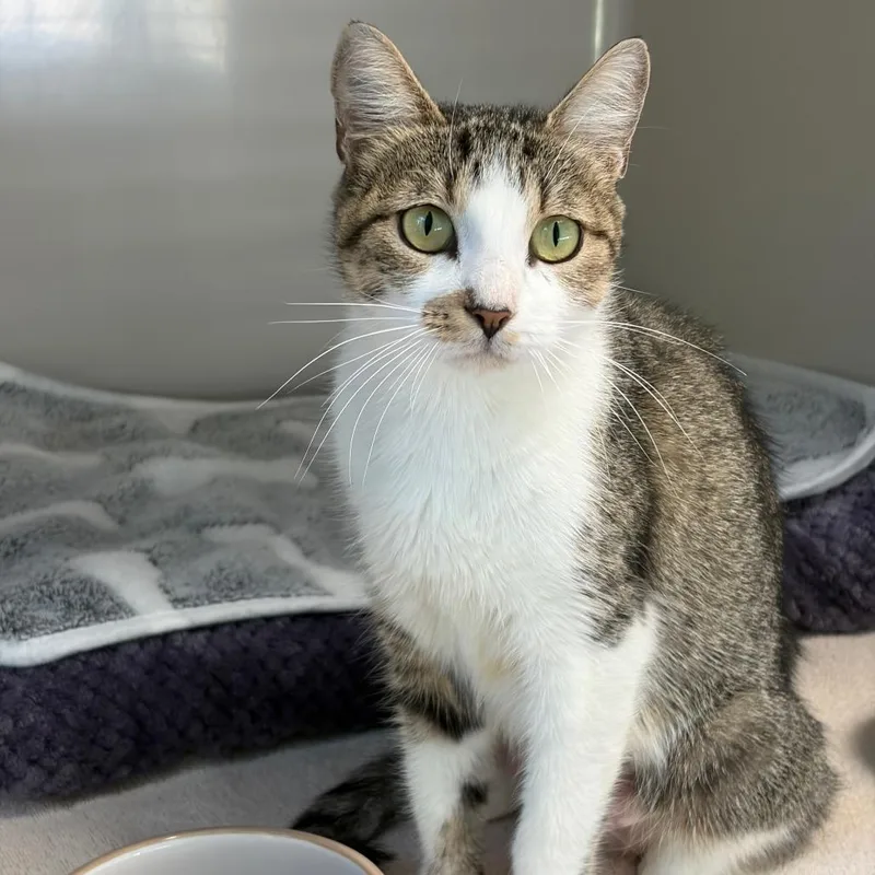 A young small-sized female White Domestic Short Hair cat named Harper for adoption in Greensboro, GA