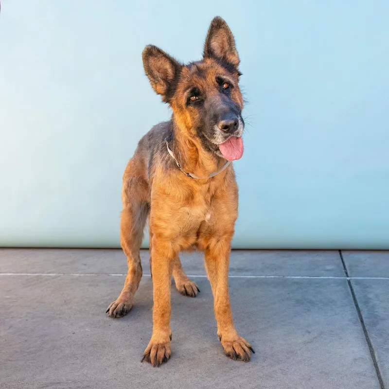 An adult large-sized female German Shepherd Dog dog named June Bug for adoption in Pasadena, CA
