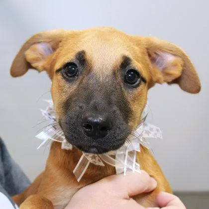 A young medium-sized female Merle (Red) Mixed Breed dog named Parula for adoption in Lansing, MI