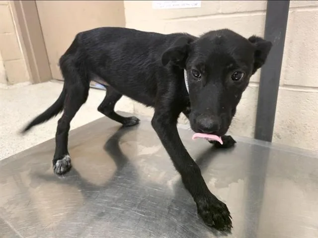 A baby small-sized female Labrador Retriever dog named A for adoption in Conroe, TX