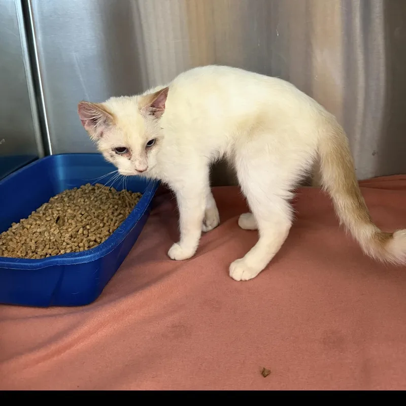 An adult small-sized male Domestic Short Hair cat named Snowball for adoption in Kingman, AZ