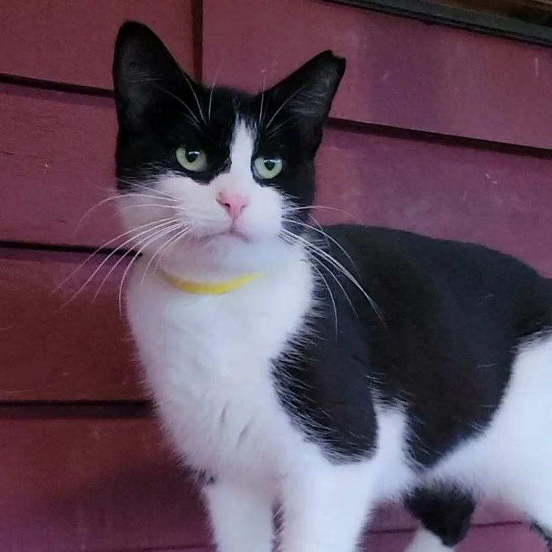 An adult large-sized female Black Domestic Short Hair cat named Marianna Poet for adoption in Brimfield, MA