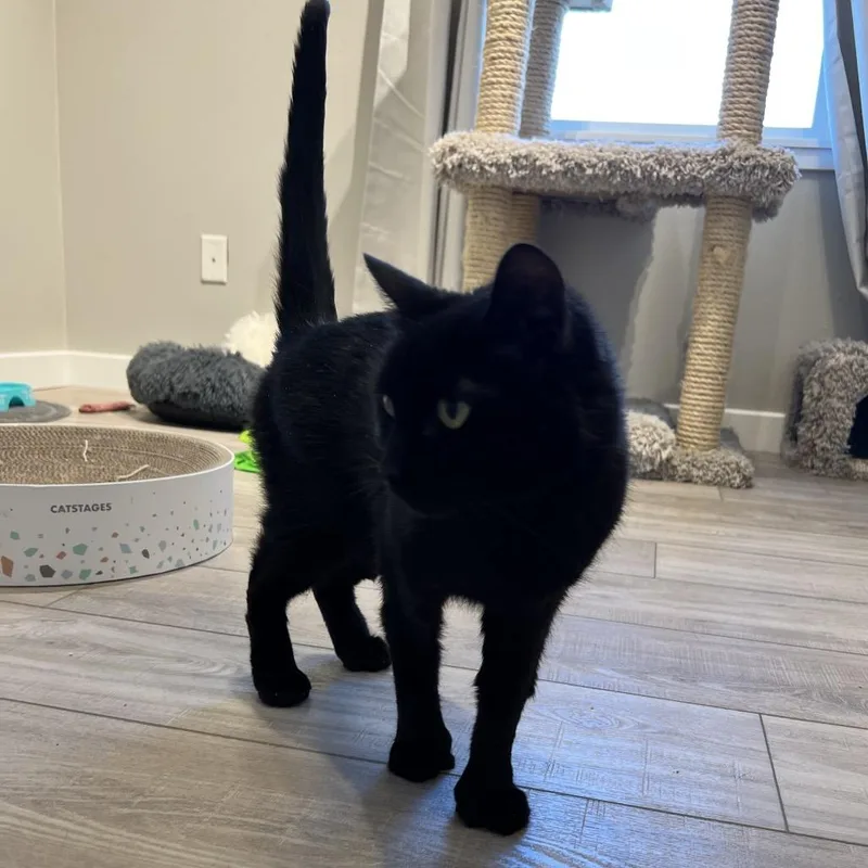 A senior medium-sized female Black Domestic Short Hair cat named Midnight for adoption in Spokane, WA