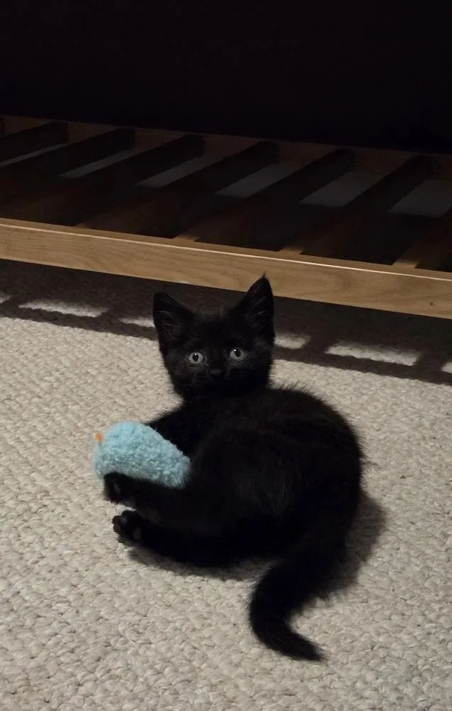 A baby small-sized female Black Domestic Short Hair cat named Merryweather for adoption in Salisbury, NC