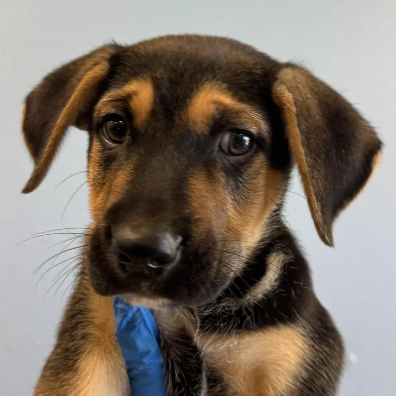 A baby medium-sized male Black Mixed Breed dog named Hercules for adoption in Las Cruces, NM