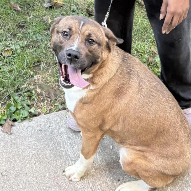 An adult medium-sized female Akita dog named Brownie Sundae for adoption in East Saint Louis, IL