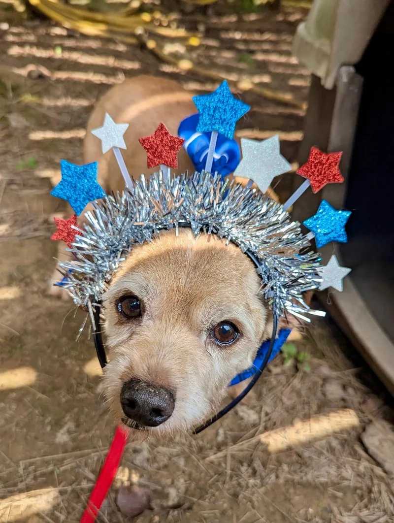 A senior small-sized male Apricot / Beige Terrier dog named Shadow for adoption in Joppa, AL