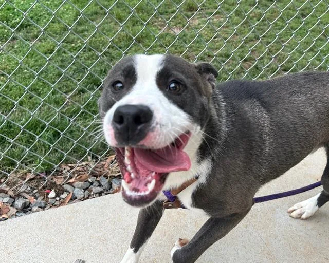 A young large-sized male Pit Bull Terrier dog named Spriggs for adoption in Charlotte, NC