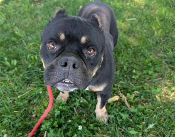 A young medium-sized female Pit Bull Terrier dog named Belle for adoption in Antioch, CA