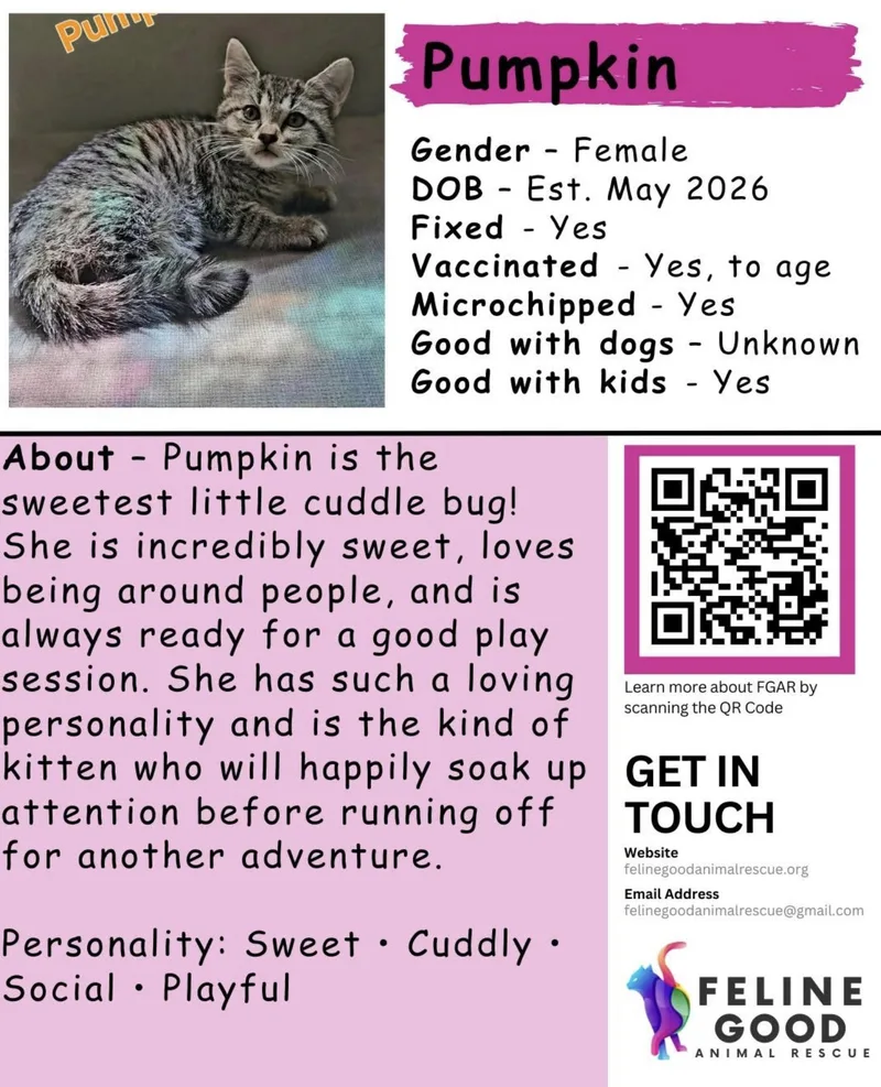 A baby medium-sized female Tabby (Brown / Chocolate) Domestic Short Hair cat named Pumpkin for adoption in Eugene, OR