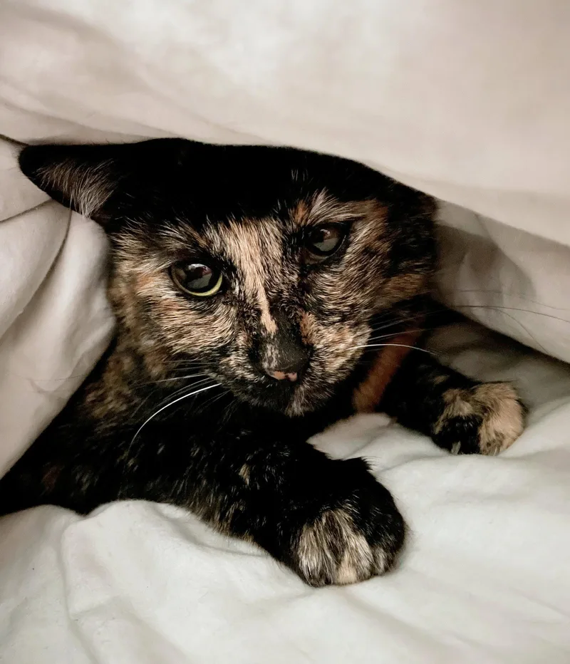 Tootsie Offered