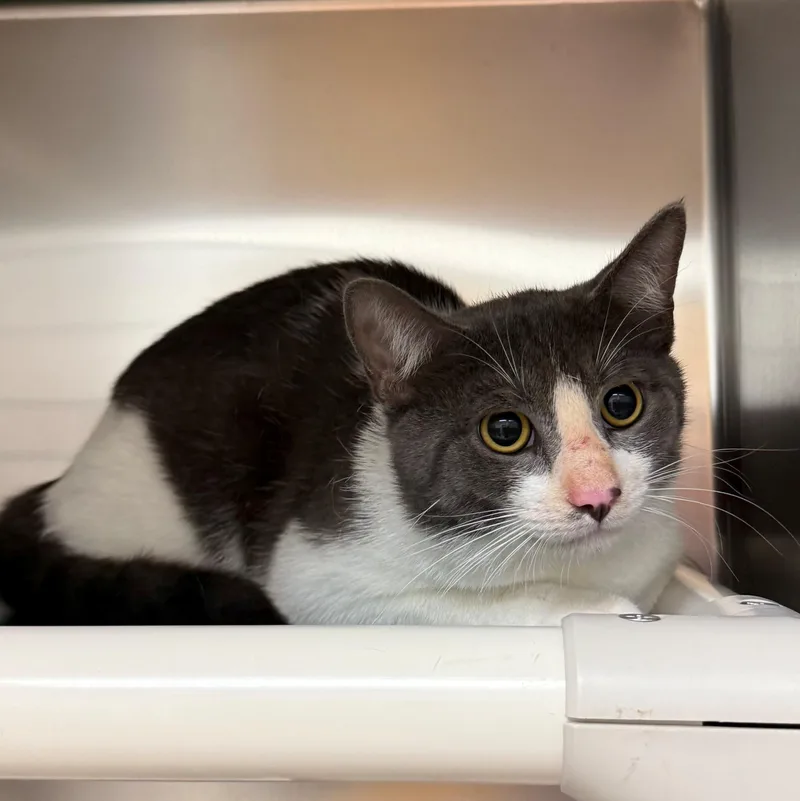 An adult medium-sized male Gray & White Domestic Short Hair cat named Archie for adoption in St. Augustine, FL