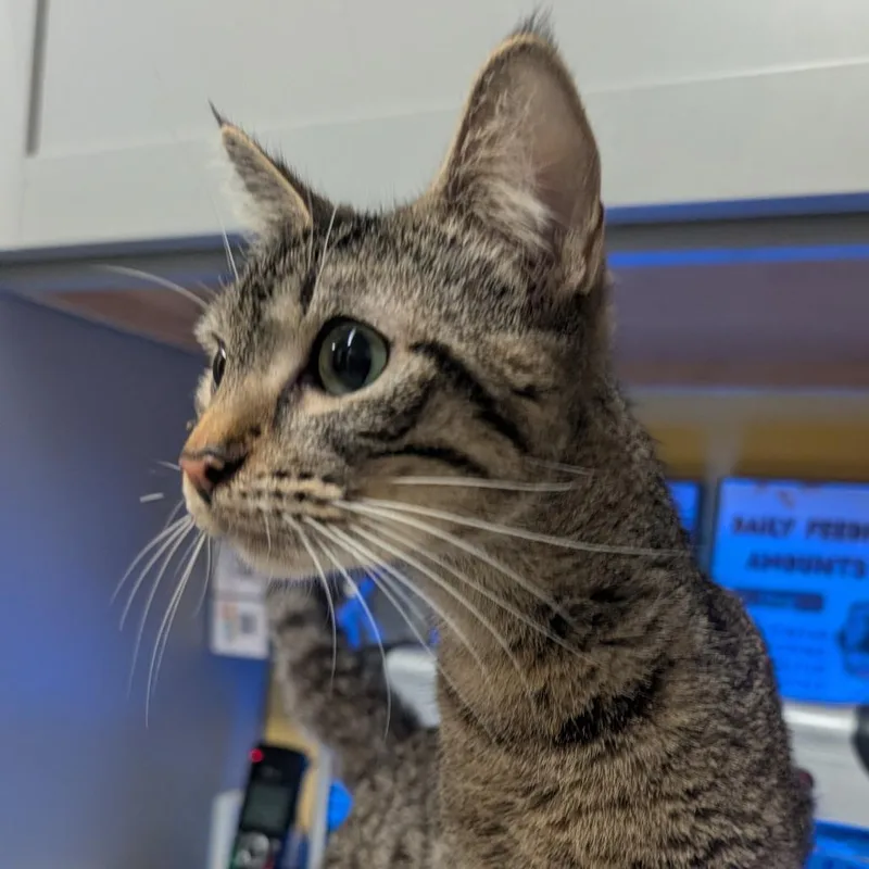A young small-sized female Gray / Blue / Silver Domestic Short Hair cat named Didi Pickles for adoption in Huntsville, AR