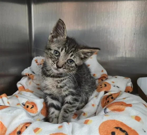 A baby small-sized male Domestic Short Hair cat named Hawk for adoption in Fort Lauderdale, FL