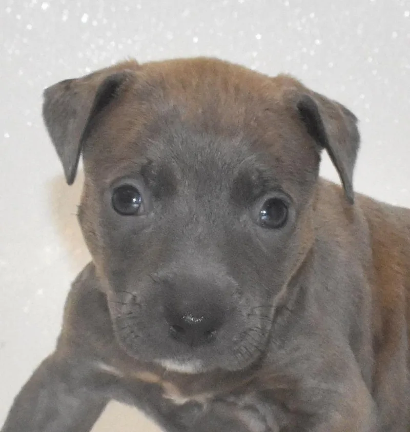 A baby large-sized male Terrier dog named Poppetwisp for adoption in Springfield, OH
