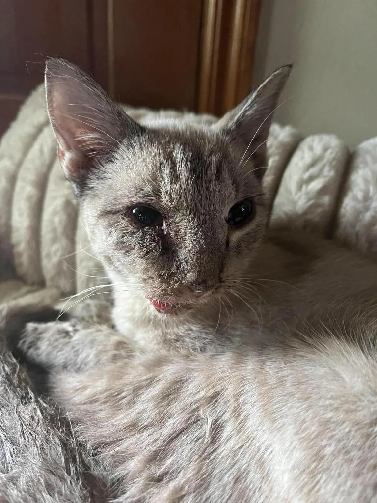 A young small-sized male Siamese cat named River for adoption in Tulsa, OK