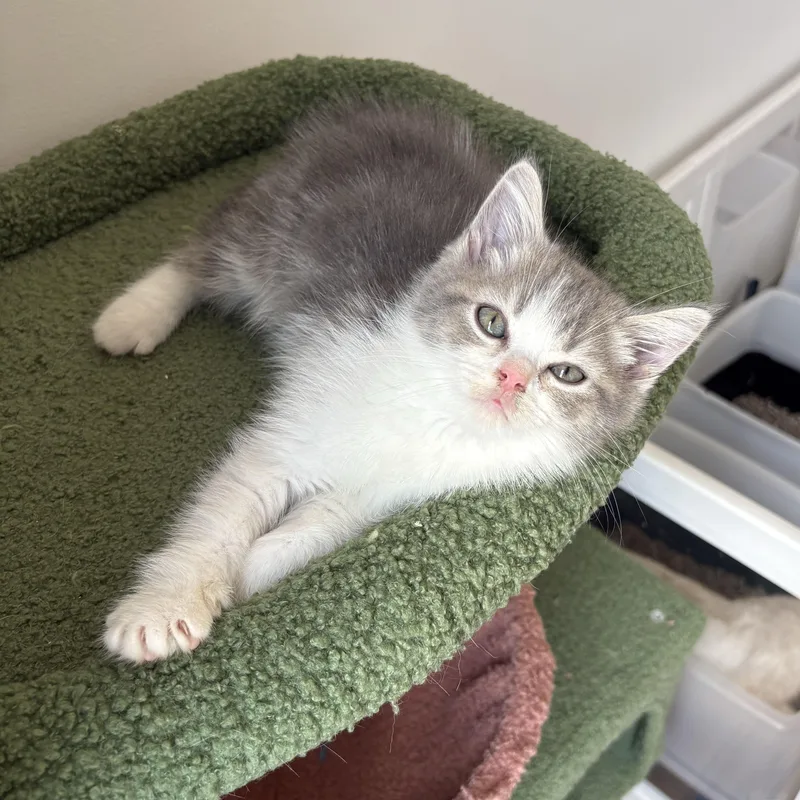 A baby medium-sized male Gray & White Scottish Fold cat named Atlas for adoption in BROOKLYN, NY