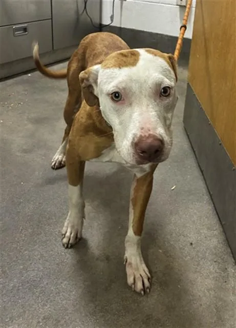 A young medium-sized female Pit Bull Terrier dog named Pattie for adoption in Upper Marlboro, MD