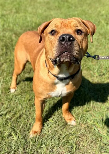 An adult large-sized male American Staffordshire Terrier dog named Napoleon for adoption in York, SC
