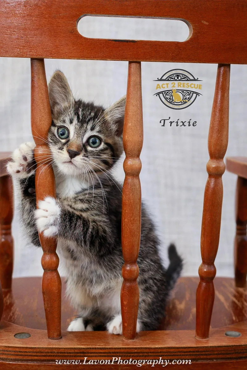A baby medium-sized female Domestic Short Hair cat named Trixie for adoption in Riverside, CA