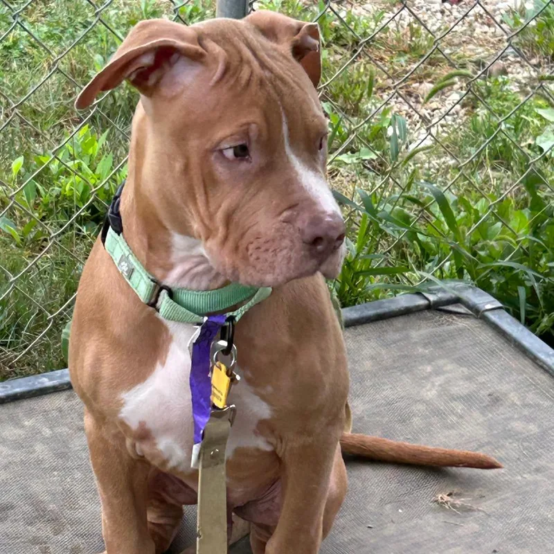 A baby medium-sized male Pit Bull Terrier dog named Hershel for adoption in Columbia Station, OH