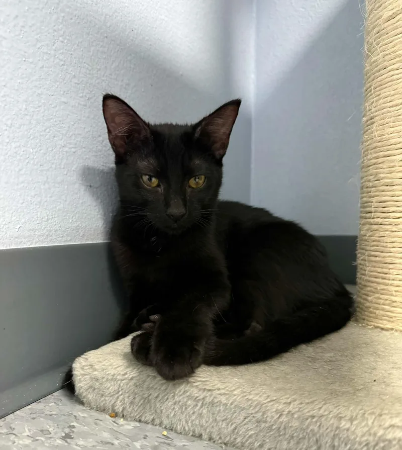A young small-sized female Black Domestic Short Hair cat named Thomasina for adoption in Weatherford, TX