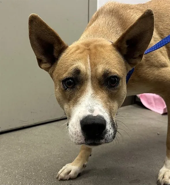 A young large-sized female Australian Cattle Dog / Blue Heeler dog named Connie for adoption in Tucson, AZ
