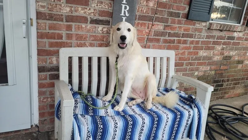 An adult large-sized female White / Cream Great Pyrenees dog named Helena for adoption in Dallas, TX