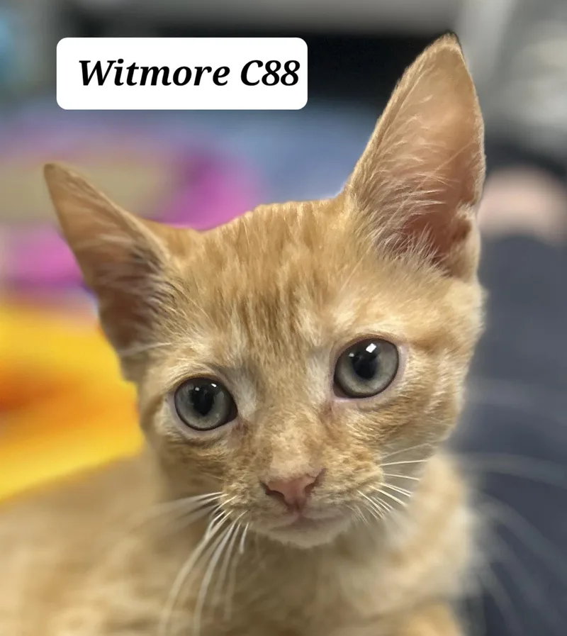 Witmore