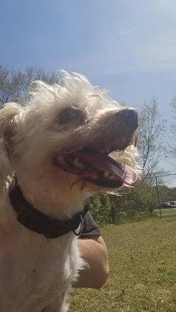 Pr  Cotton Ball thumbnail 2