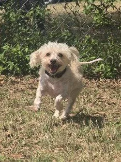 Pr  Cotton Ball thumbnail 3