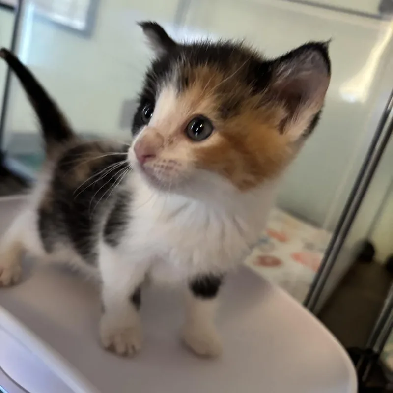 A baby small-sized female Calico Domestic Short Hair cat named Jill for adoption in Edwards, IL