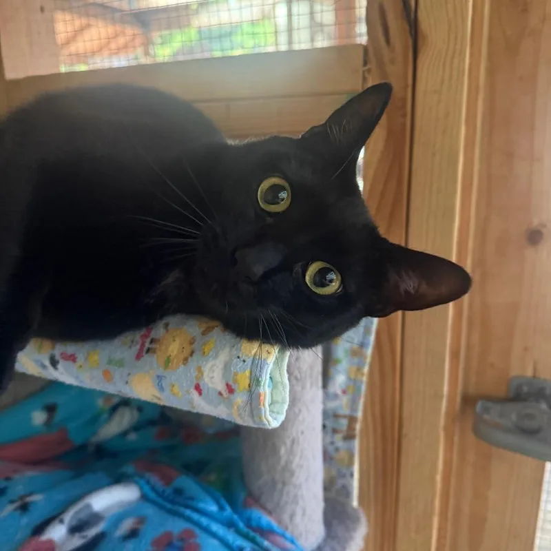 An adult large-sized male Black Domestic Short Hair cat named Chase for adoption in Fort Bragg, CA
