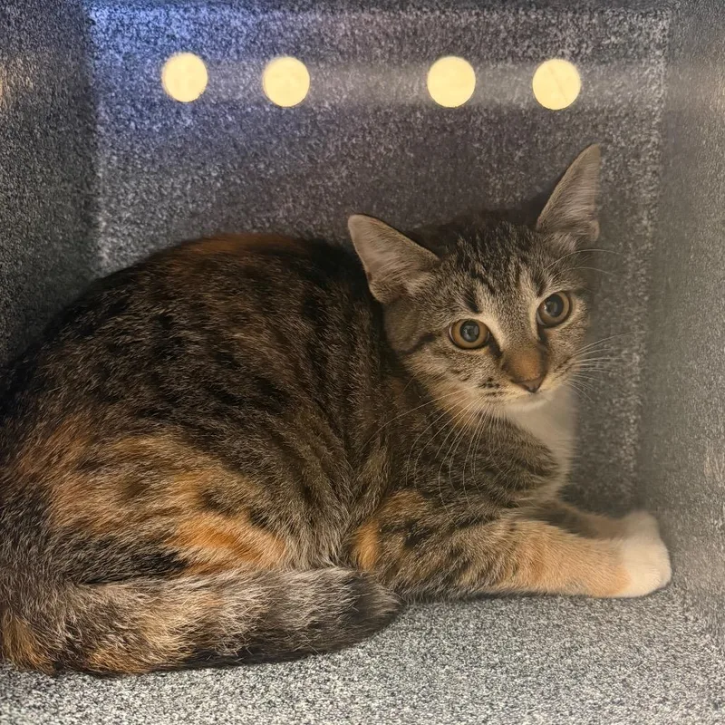 A baby small-sized female Torbie Domestic Short Hair cat named Maddie for adoption in Birmingham, AL